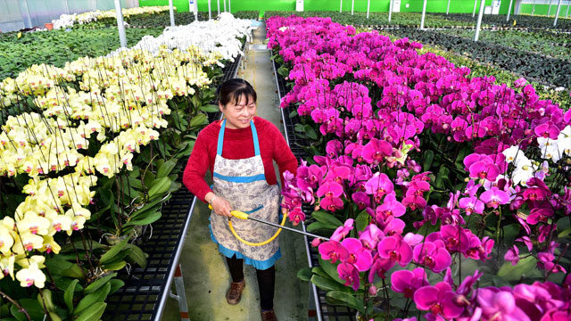 高壓滅菌蒸汽發(fā)生器為花卉種植保駕護(hù)航
